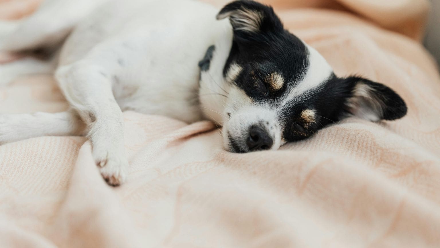 ¿Cómo ayudar a tu perro a dormir mejor durante los cambios de estación?