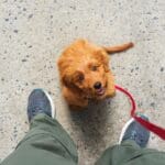 ¿Cómo detectar el estrés en tu perro?