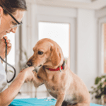 diagnóstico veterinario en casa