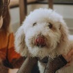 Dueño observando a su perro con movilidad reducida antes de usar una silla de ruedas