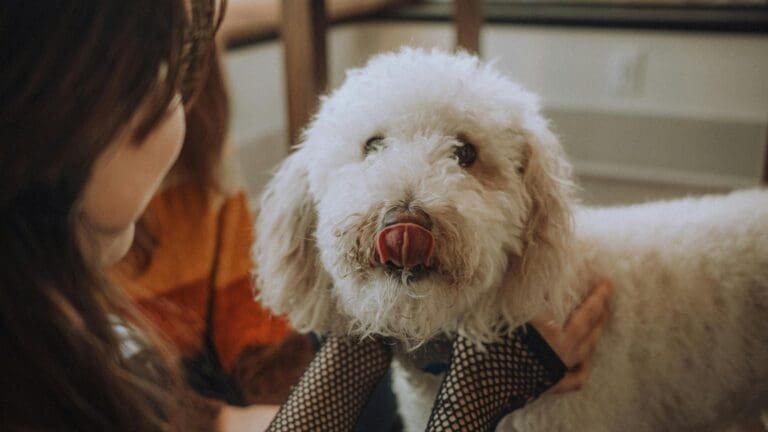 Dueño observando a su perro con movilidad reducida antes de usar una silla de ruedas