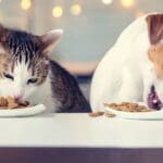 Perro y gato comiendo en casa con rutina de alimentación saludable