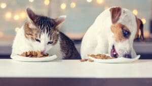 Perro y gato comiendo en casa con rutina de alimentación saludable