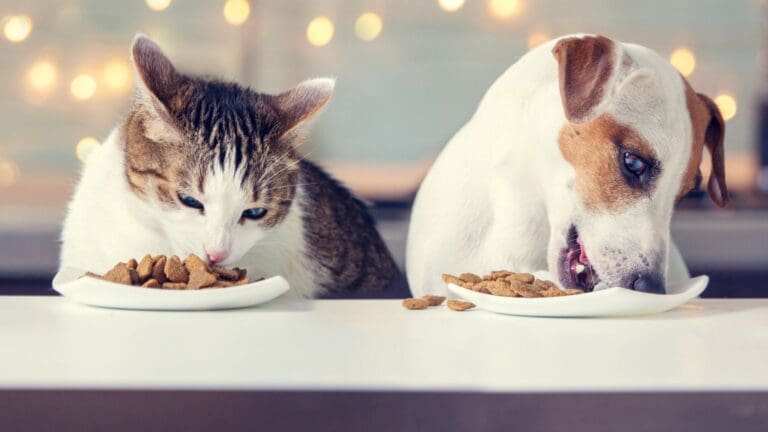 Perro y gato comiendo en casa con rutina de alimentación saludable