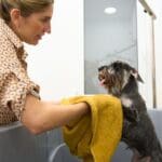Perro con expresión incómoda tras el baño, reflejando mal olor persistente por causas como piel, oídos o mala higiene postbaño