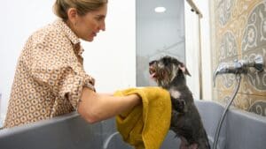 Perro con expresión incómoda tras el baño, reflejando mal olor persistente por causas como piel, oídos o mala higiene postbaño