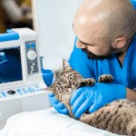 centro de diagnóstico veterinario