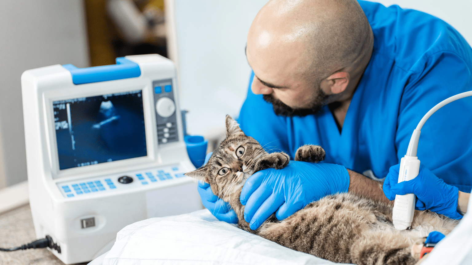 centro de diagnóstico veterinario
