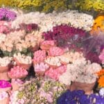 floristería con gran variedad de ramos de flores frescas en distintos colores y arreglos expuestos en tienda