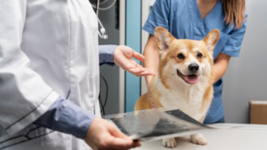 Ecocardiografía veterinaria en España