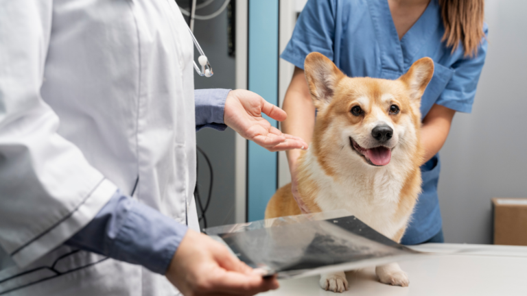 Ecocardiografía veterinaria en España