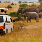 Cómo funcionan los tours de safari en África