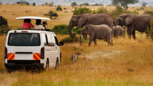 Cómo funcionan los tours de safari en África