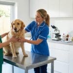 La importancia de la atención veterinaria para tu mascota