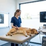 ¿Cómo elegir servicio ecografía?