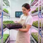 ¿Qué es un proveedor de microgreens y por qué es importante elegir bien?