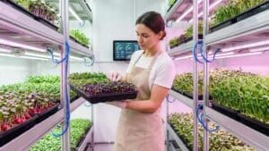 ¿Qué es un proveedor de microgreens y por qué es importante elegir bien?
