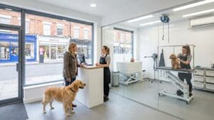 ¿Qué considerar al buscar una peluqueria canina cerca para su mascota?