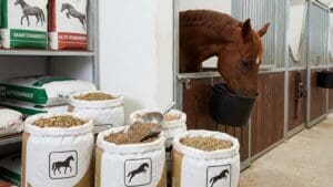 ¿Qué son los piensos para caballos y cómo influyen en su salud?