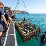 Qué es la crianza submarina de vinos
